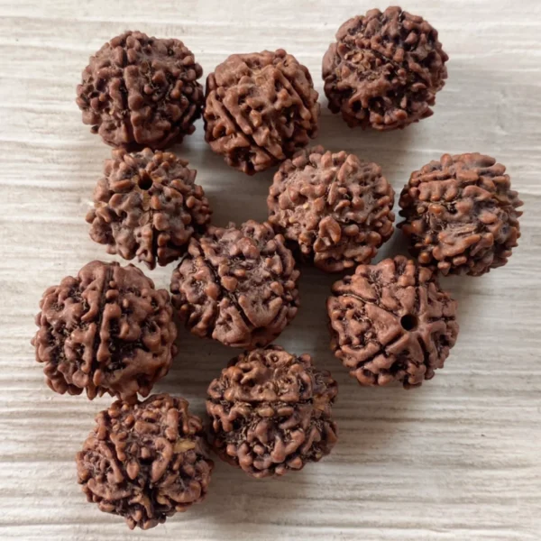 Rudraksha